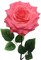 12-Pack: Open Rose Stem with Lifelike Silk Foliage, Floral Home by Artificial Flowers